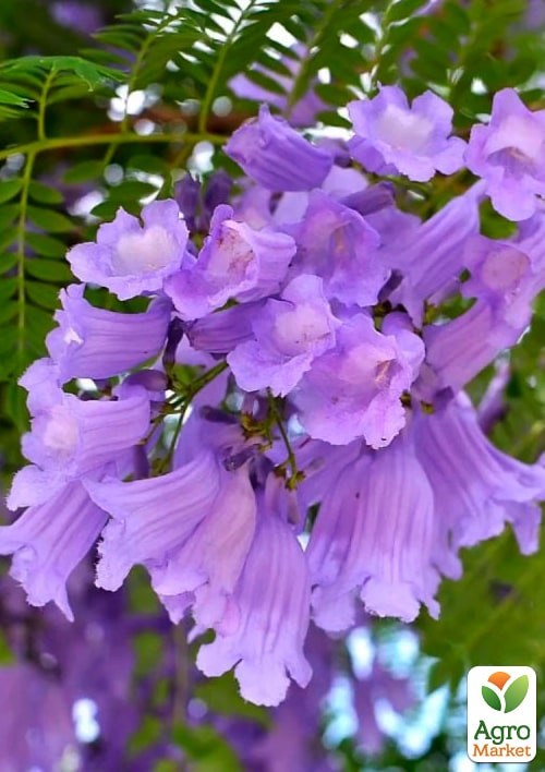 Жакаранда "Фіалкове дерево" ТМ "Vesna Exclusive" 5шт