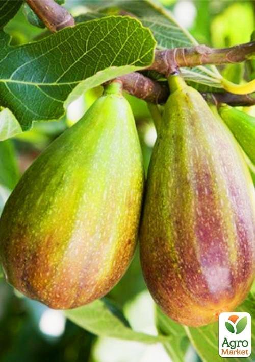 Інжир "Брунсвік"