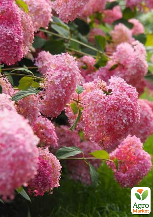 Гортензія деревоподібна "Pink Annabelle" - фото 5