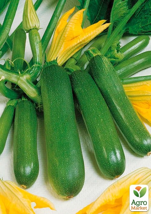 Кабачок "Аеронавт" (Зипер) ТМ "Весна" 5г - фото 2