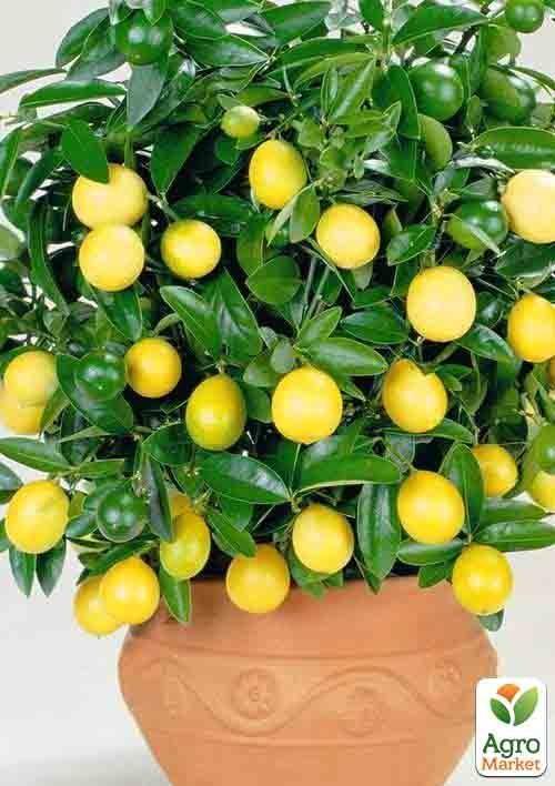 Лимон "Павловский"