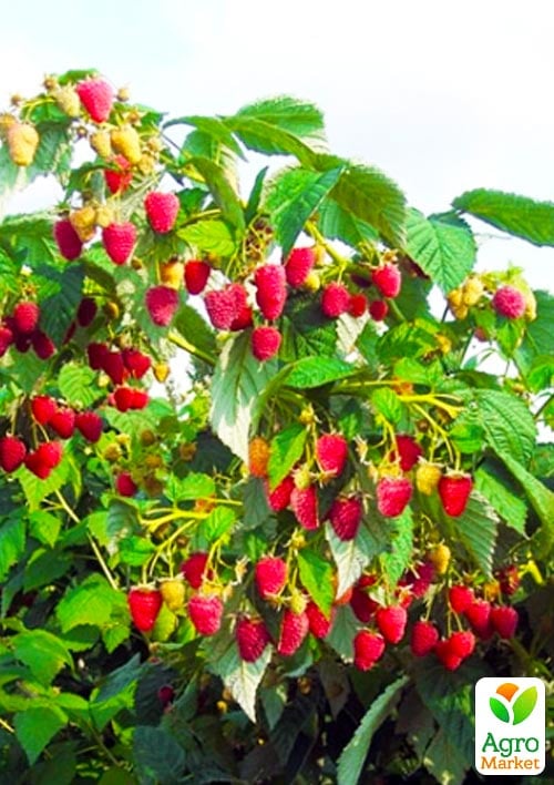Эксклюзив! Малиновое дерево ярко-розовая "Ягодный букет" (Berry bouquet) (премиальный сорт, очень сладкий)