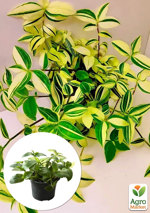 Традесканція ампельна "Yellow Hill" 