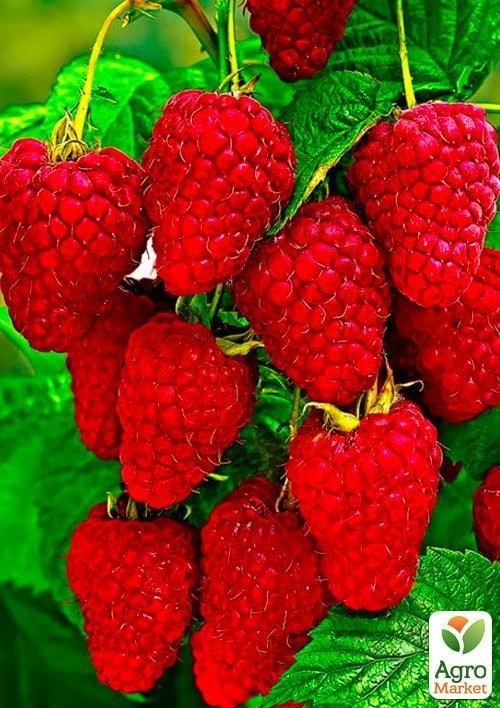 Малина "Брусиловский стандарт" (ремонтантный сорт)