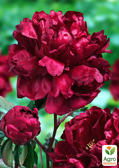 Півонія трав'яниста "Francoise Ortegat" NEW