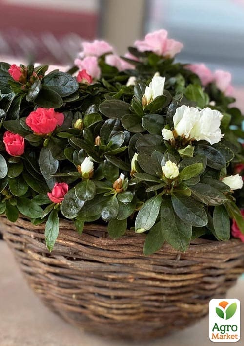 Рододендрон кімнатний "Carnaval" висота 25-30см - фото 5