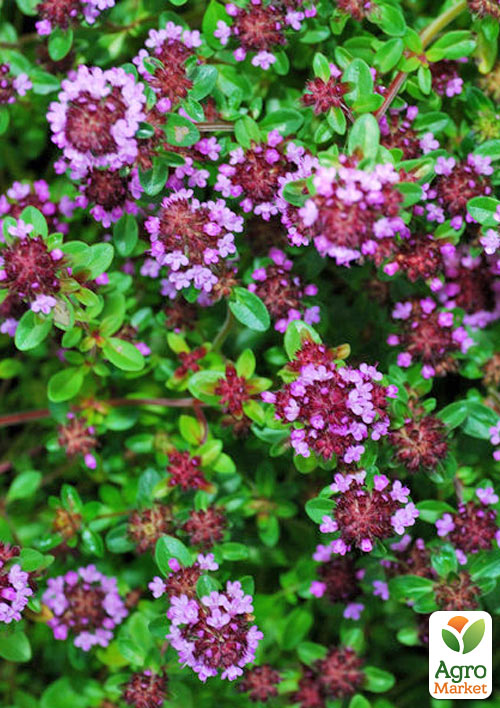 Тимьян "Serpillum" (лекарственный, декоративный, широко применяется в кулинарии)