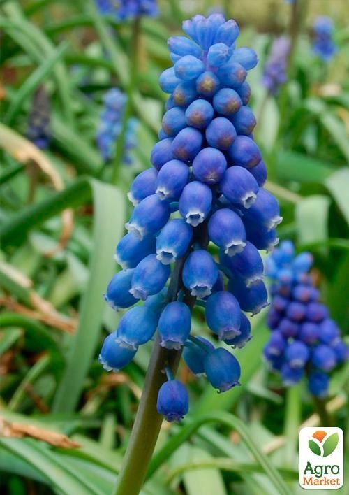 Мускари "Neglectum" (размер 5/+ , средний) 5шт в упаковке