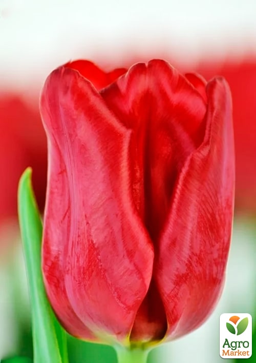 Тюльпан "Seadov" вкорінений - фото 5