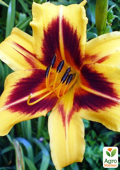 Лилейник "Bonanza" 1шт в упаковке - фото 4