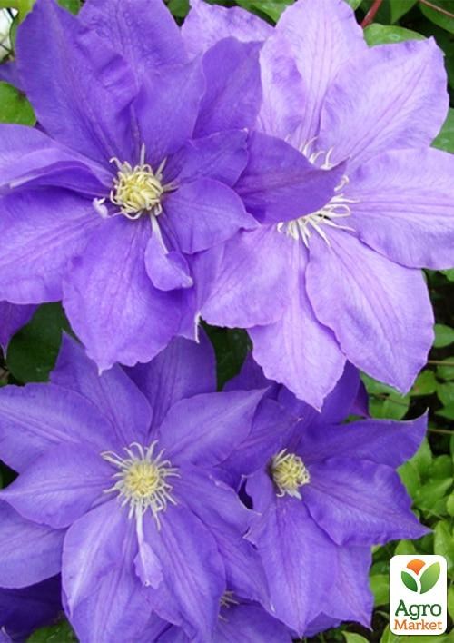 Клематис 3-х річний "Н.F. Young" С2 - фото 3