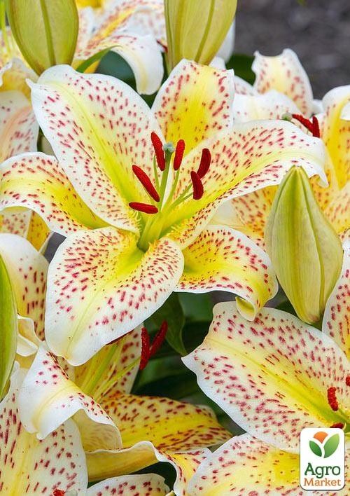 Лилия Тигровая "Tigermoon" 