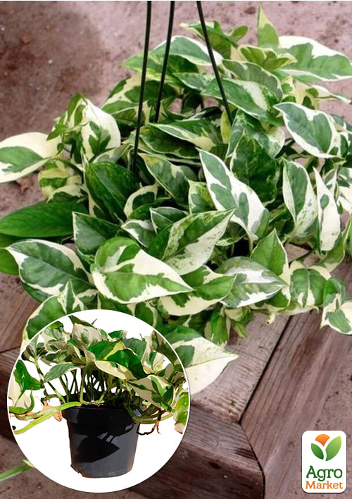 Епіпремнум "Н-Джой" 20-30см - фото 6