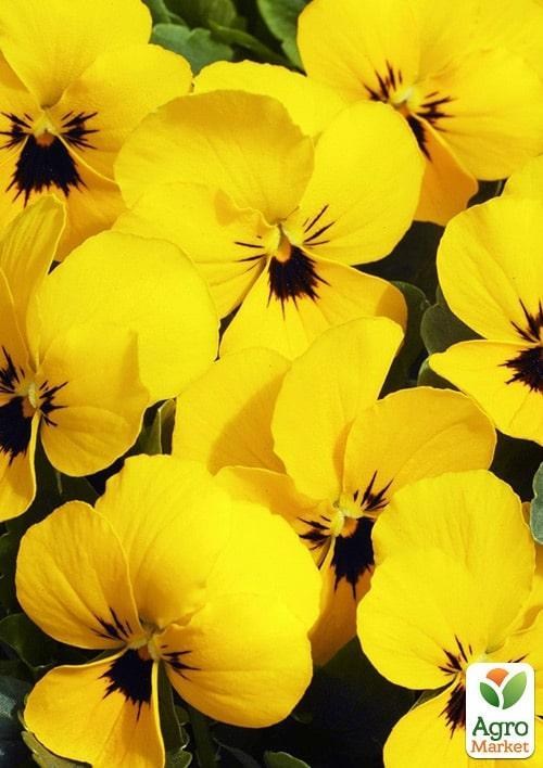 Віола (Viola Cornuta) "Primrose Blotch" - фото 3
