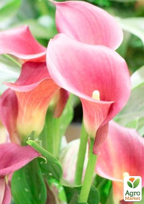 LMTD Зантедеския (калла комнатная) "Bolero"   - фото 5