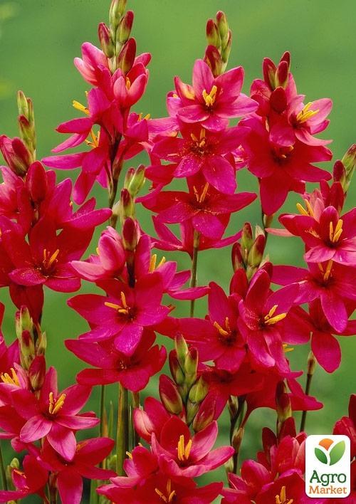 Иксия "Venus" 5шт в упаковке