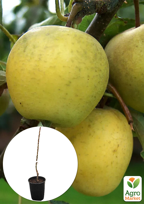 Яблоня "Питмастон" укорененная в контейнере (саженец 2 года)