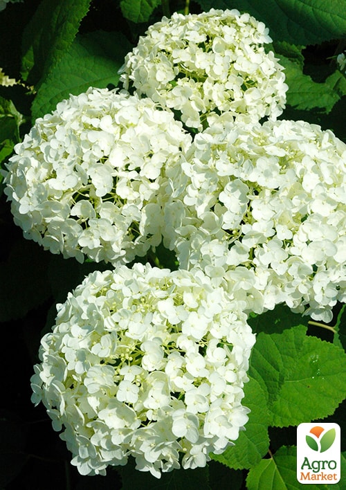 Гортензия крупнолистная "First White" - фото 6