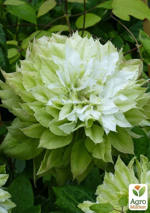 Клематис "Se-No-Kaze" - фото 5