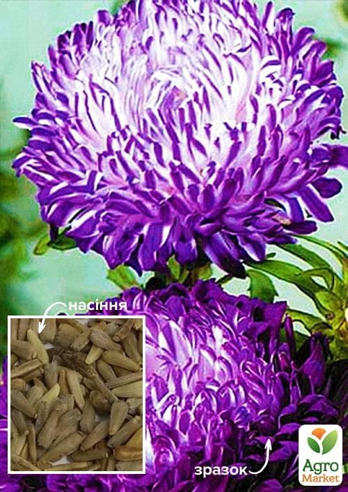 Астра "Седая дама" фиолетовая ТМ "Весна" 100г