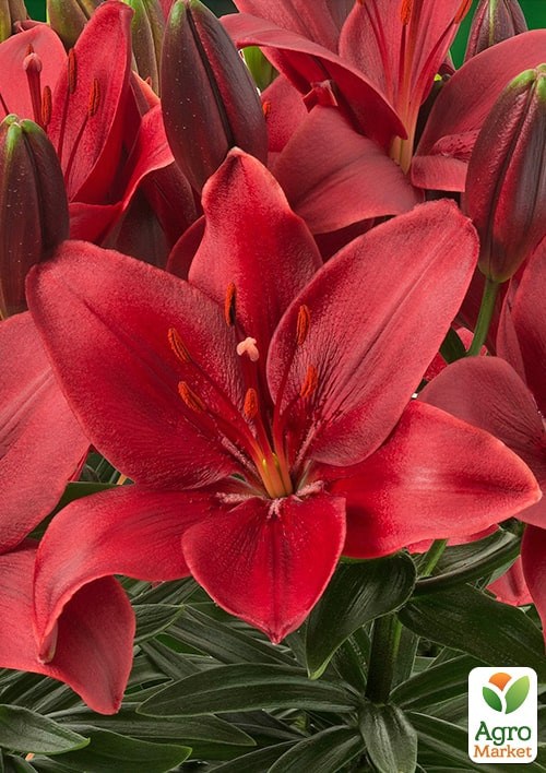 Лилия Горшечная "Trendy Havanna"  - фото 2