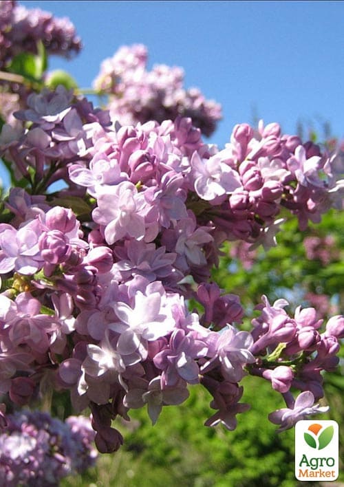 Бузок темно-ліловий "Katherine Havemeyer" - фото 2