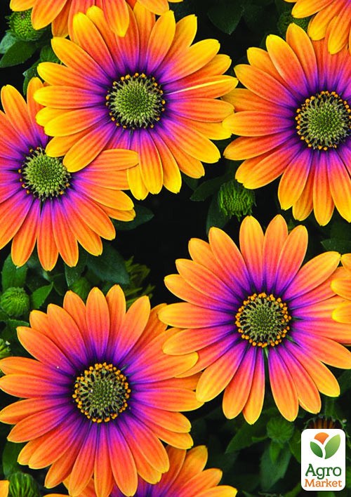 Остеоспермум "Purple Sun"