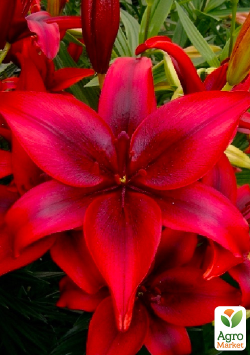 Лилия "Red Country" 