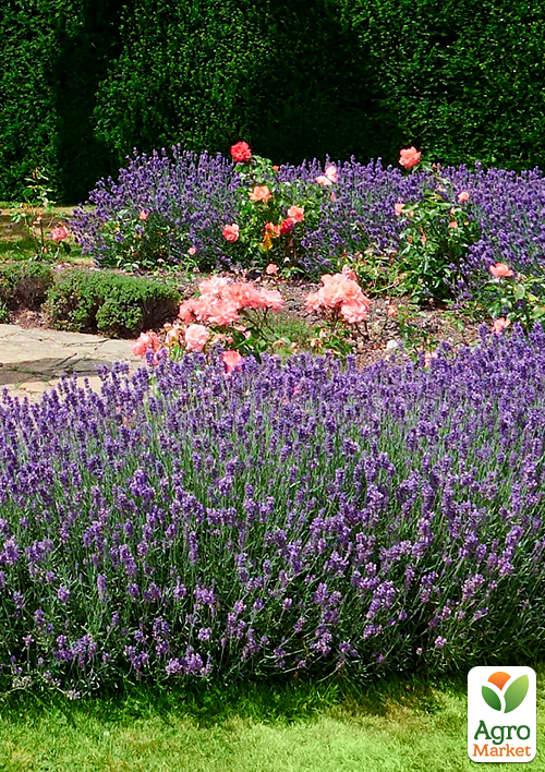 Лаванда "Мечта" ТМ "Весна" 100г