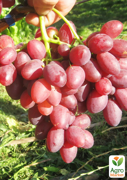 Виноград "Дунав" - фото 2