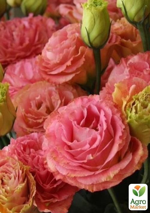 Эустома махровая "Borealis Apricot" укорененная в контейнере Р9