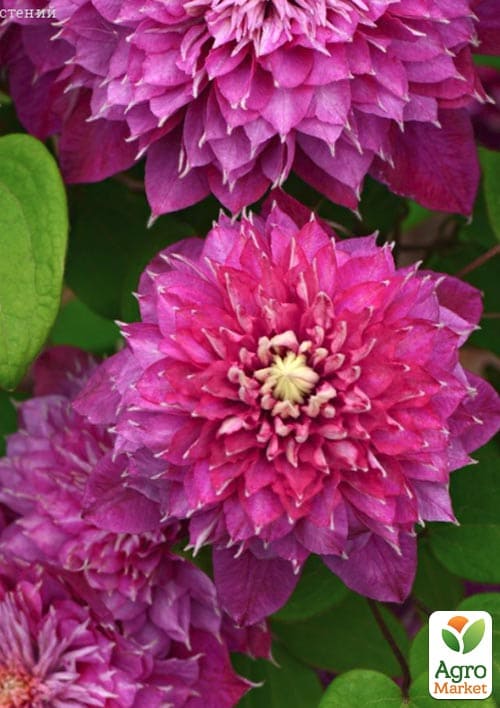 Клематис 2-х річний "Hot Love" вазон С2 - фото 3