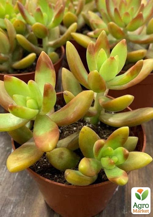 Очиток "Нуссбаумера" (Sedum nussbaumerianum) - фото 2