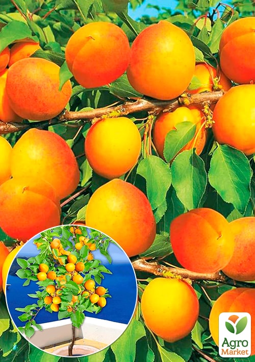 Абрикос "Лука" (ранній термін дозрівання) 