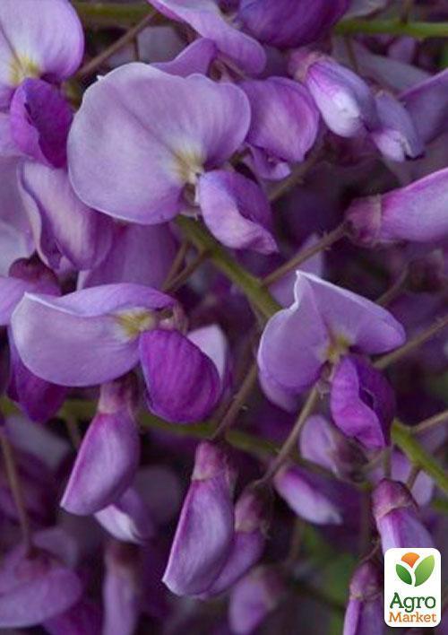 Глициния фиолетовая “Прекрасный пейзаж” (Beautiful landscape) - фото 6