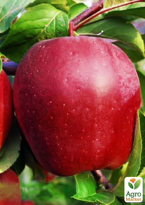 Яблоня "Глостер" (зимний сорт, поздний срок созревания)