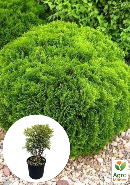 Туя західна "Hoseri" (C1, 5, висота 25-40см)
