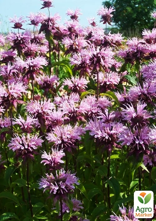 Бергамот (Монарда) лимонная "Beauty of Cobham" - фото 3