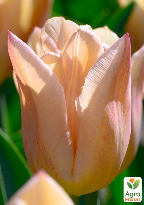 Тюльпан "Apricot Copex" 