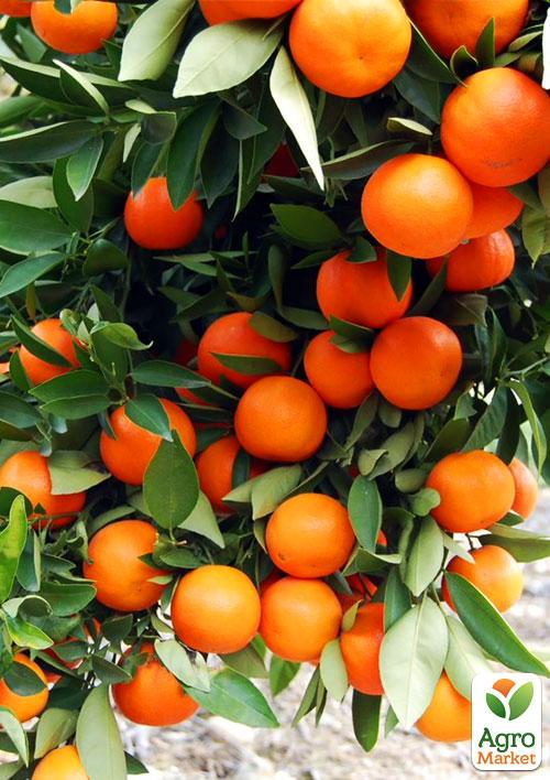 Мандарин "Миагаве Васе"