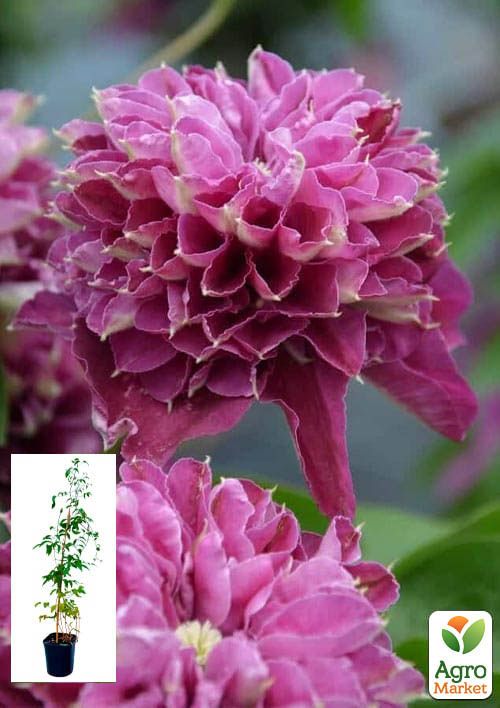 Клематис 2-х річний "Hot Love" вазон С2