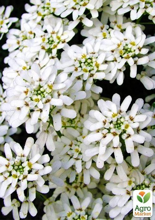 Іберіс (Зипер) ТМ "Весна" 1г - фото 2