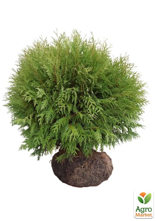 Туя западная "Globosa" (ком/сетка) диаметр 100-120 см - фото 2