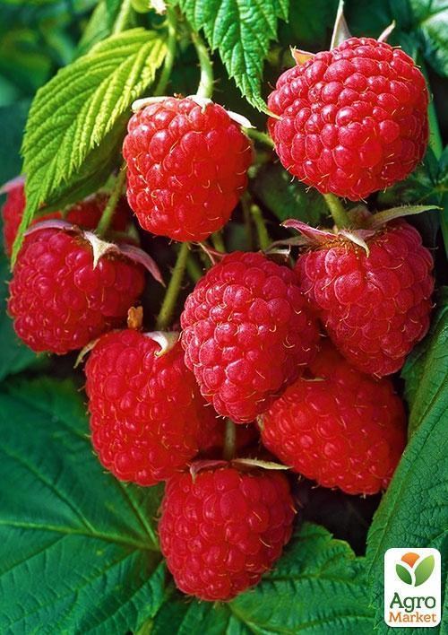 Малина "Полька" ремонтантная (Polka) (средний срок созревания)