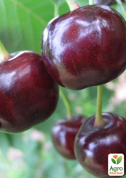 Вишня "Белдвин" (летний сорт, ранний срок созревания)