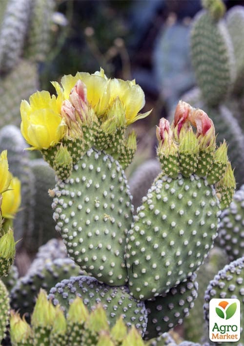 LMTD Опунция комнатная  (С3, высота 20-25см) - фото 5