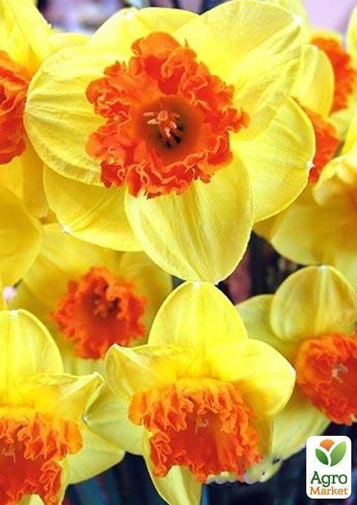 Нарцис "Modern Art" 2шт в упаковці