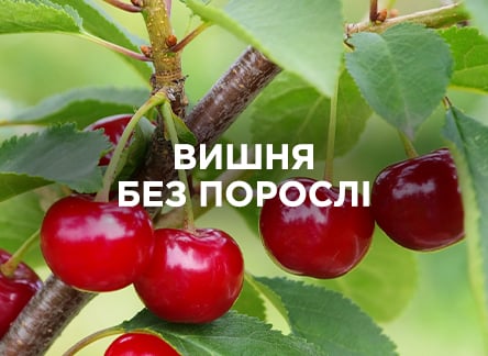 Вирощуємо вишню без порослі