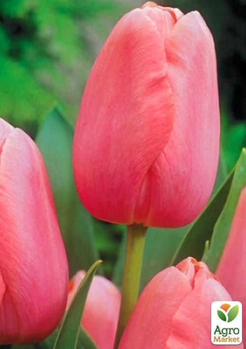 Тюльпан "Dragon King" (размер 11/12 , крупный) 3шт в упаковке