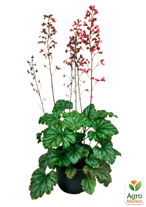 Гейхера (Heuchera) "Paris" С1 (высота 15-30см) - фото 5